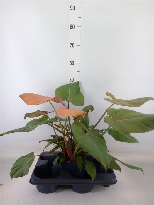 <h4>Philodendron   ...</h4>