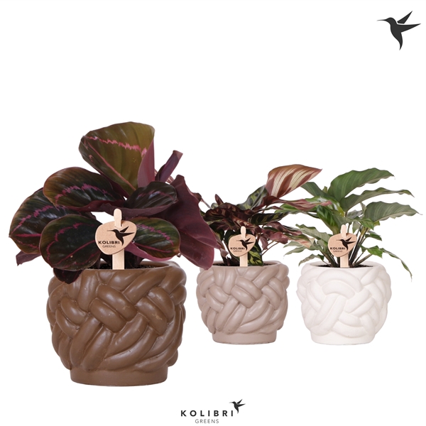 <h4>Kolibri Greens Calathea mix in Rope pot mix</h4>