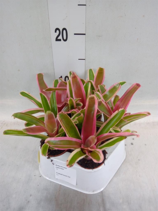 <h4>Nidularium  'Fire Ball Striped'</h4>