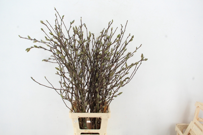 <h4>MAGNOLIA GEORGE HENRY KERN 100CM</h4>