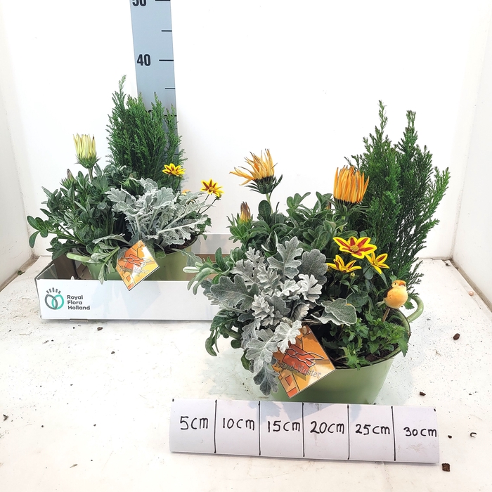 <h4>ARR TUINPLANTEN</h4>