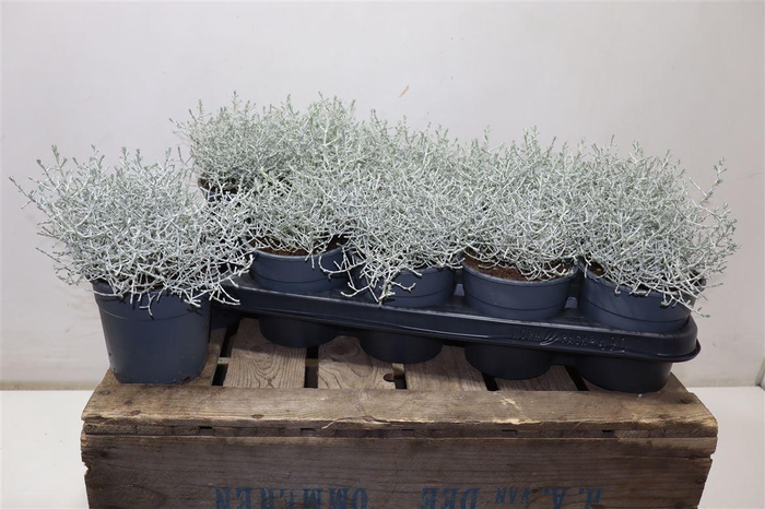 <h4>arr8 Leucoph Brownii</h4>