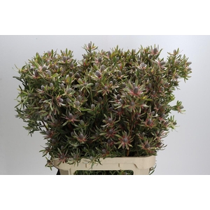 Leucadendron Ayoba Star Pearl