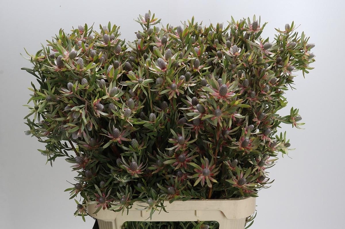 Leucadendron Ayoba Star Pearl