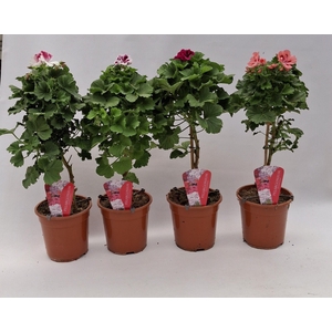 Pelargonium Grandiflorum op stam diverse kleuren