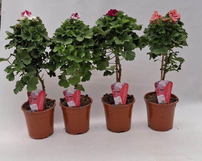 <h4>Pelargonium Grandiflorum op stam diverse kleuren</h4>