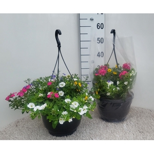 OVERIGE HANGPLANTEN