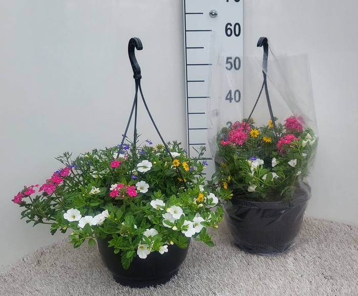 <h4>OVERIGE HANGPLANTEN</h4>