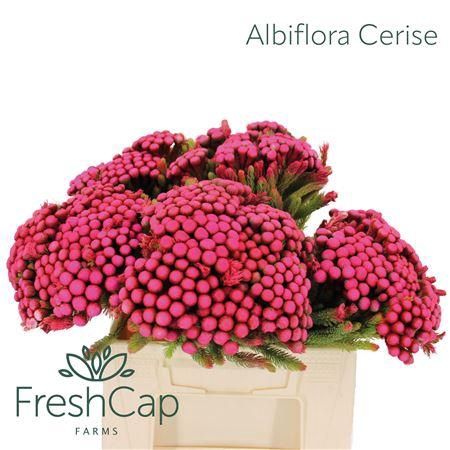 <h4>Albiflora Cerise</h4>