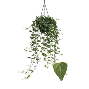 Hedera helix 'Wilco'
