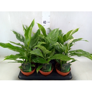 Spathiphyllum  'Diamond'