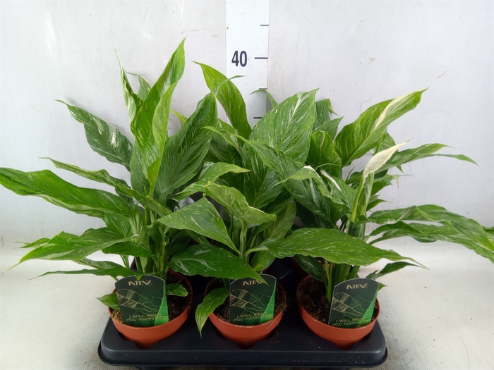 <h4>Spathiphyllum  'Diamond'</h4>