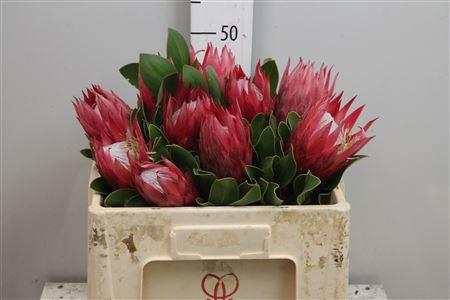 <h4>Protea Cynar Madiba</h4>