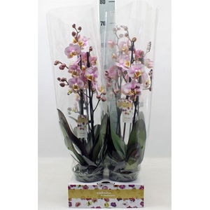 Phalaenopsis   ...