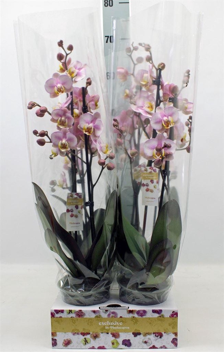 <h4>Phalaenopsis   ...</h4>
