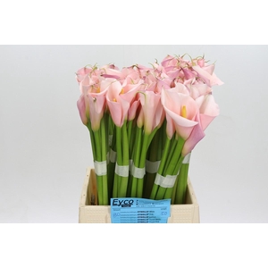 Zantedeschia Eydolls Pink