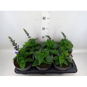 Salvia  'Black and Bloom'