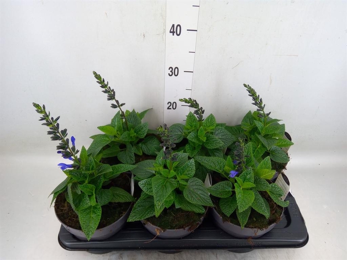 <h4>Salvia  'Black and Bloom'</h4>