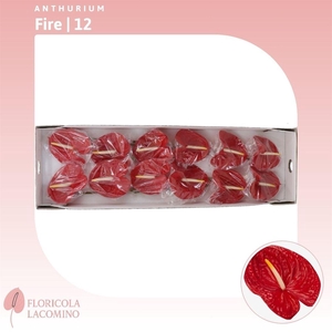 Anthurium Fire