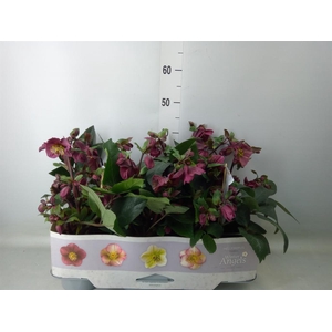 Helleborus   ...