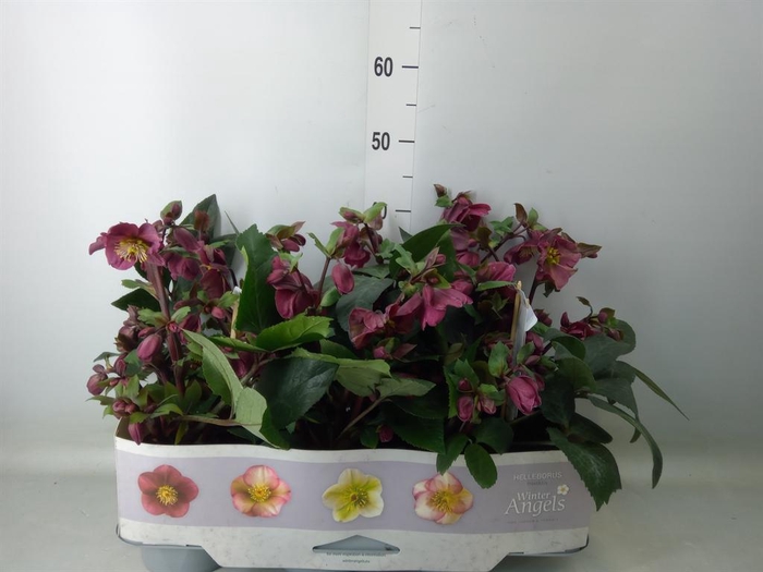 <h4>Helleborus   ...</h4>