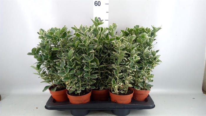 <h4>Euonymus fortunei 'Silver Queen'</h4>