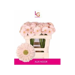 GE MI ALIX-NOOR