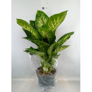 Dieffenbachia seg. 'Reeva'