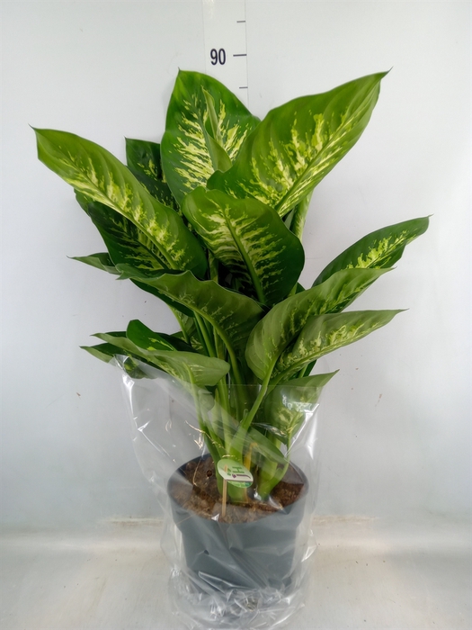 <h4>Dieffenbachia seg. 'Reeva'</h4>