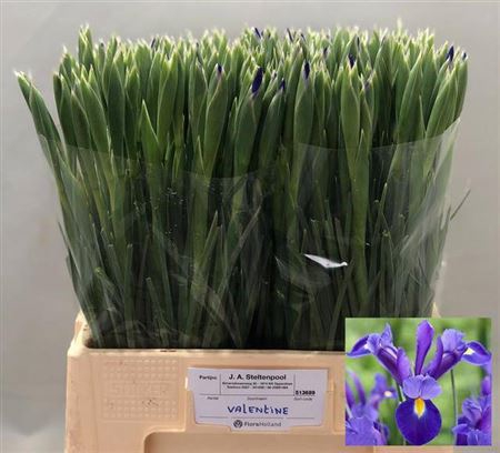 <h4>Iris Blue Magic .</h4>