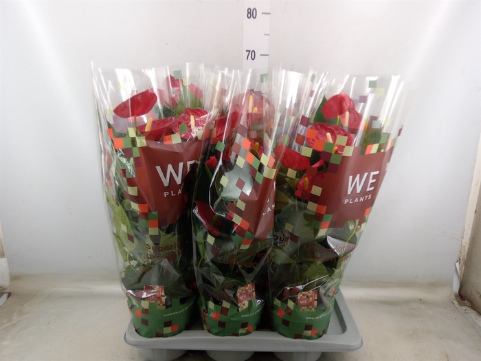 <h4>Anthurium andr. 'Tremendo'</h4>