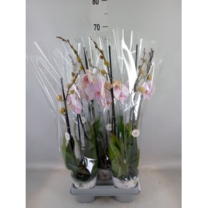 Phalaenopsis  'Manta Ambon'