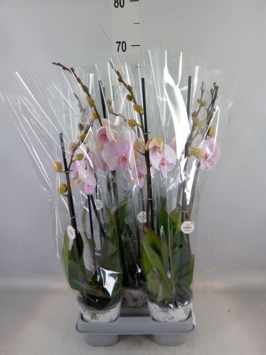 <h4>Phalaenopsis  'Manta Ambon'</h4>
