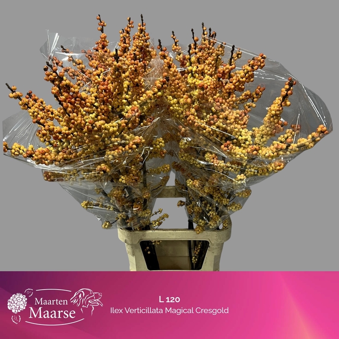 <h4>ILEX VE MAG CRESGOLD</h4>