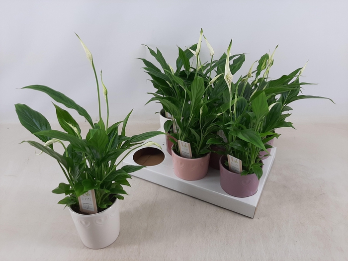 <h4>SPATH CHOPIN</h4>