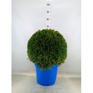 Buxus semp.   ...
