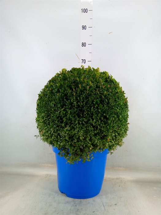 <h4>Buxus semp.   ...</h4>
