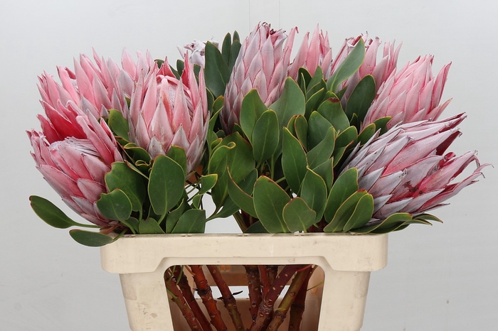 Protea Cynaroides