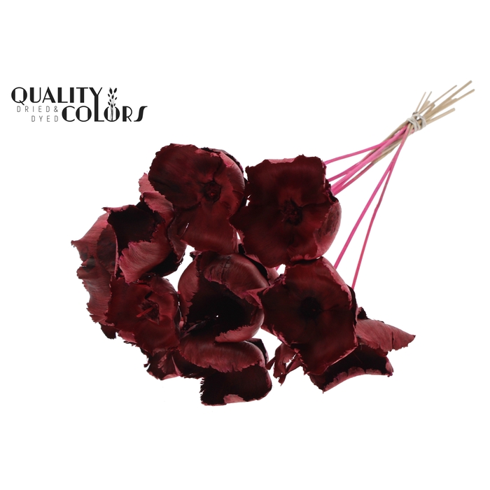 <h4>Palm Cup on stem Cerise</h4>