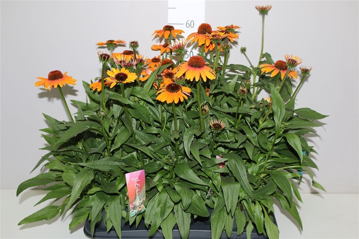 <h4>Echinacea Sunseek Orange</h4>