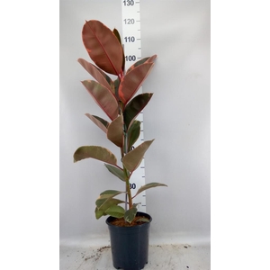 Ficus elastica 'Belize'