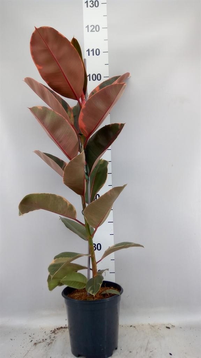 <h4>Ficus elastica 'Belize'</h4>