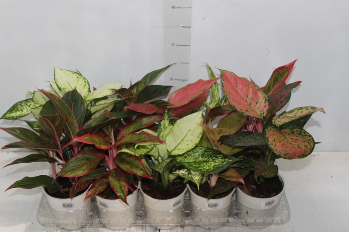 <h4>AGLAONEMA VARIADA P12</h4>