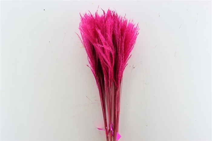 <h4>Dried Stipa Feather Cerise P Stem</h4>