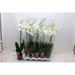 PHAL F SNOW COMPASS