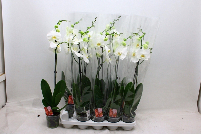 <h4>PHAL F SNOW COMPASS</h4>