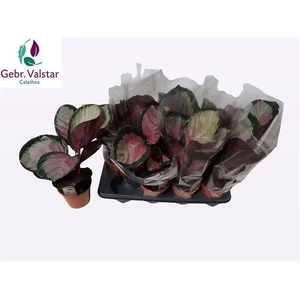 Calathea rosea-picta Rosy 14Ø 40cm