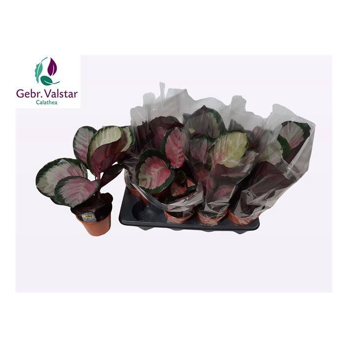 <h4>Calathea rosea-picta Rosy 14Ø 40cm</h4>