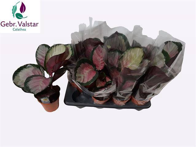 Calathea rosea-picta Rosy 14Ø 40cm