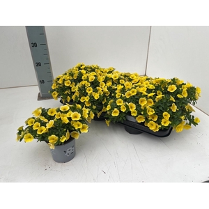 CALIB CA YELLOW